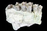 Oreodont (Leptauchenia) Jaw Section - South Dakota #70122-1